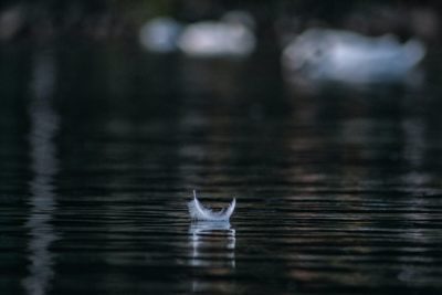 plume sur l'eau