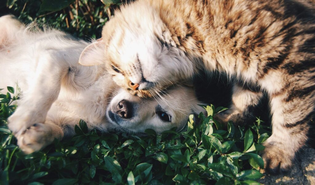 animaux - chien et chat