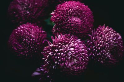 chrysanthèmes violettes pour la Toussaint