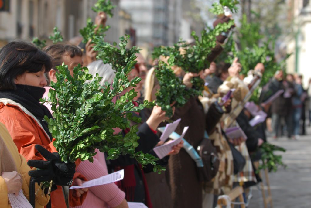 Quelle plante utiliser pour la fête des Rameaux ? | Eglise Catholique  Romaine Genève